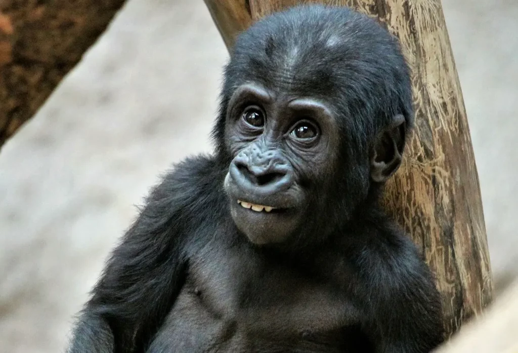 monkey in Prague ZOO